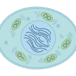 Why Your Mitochondria Keep Their Own Genetic Library Featured image for Why Your Mitochondria Keep Their Own Genetic Library
