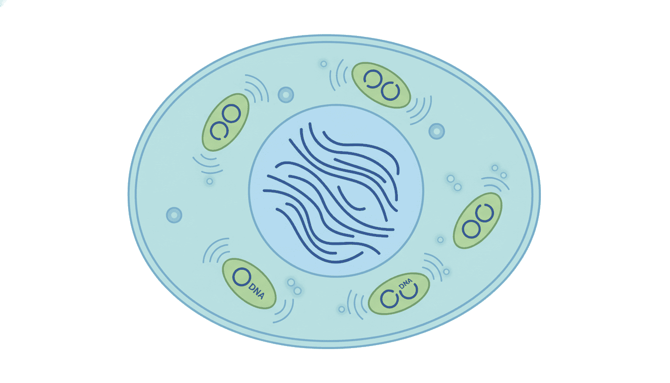 Featured image for Why Your Mitochondria Keep Their Own Genetic Library