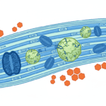 Featured image for When Cellular Power Plants Malfunction: How Mitochondria Drive Type 2 Diabetes