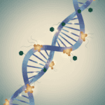 Featured image for How Your Cells Remember What Your Genes Don't: The Science of Epigenetic Memory
