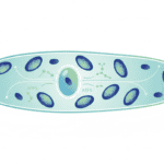 Featured image for The Cellular Guardian That Keeps Muscle Mitochondria Running