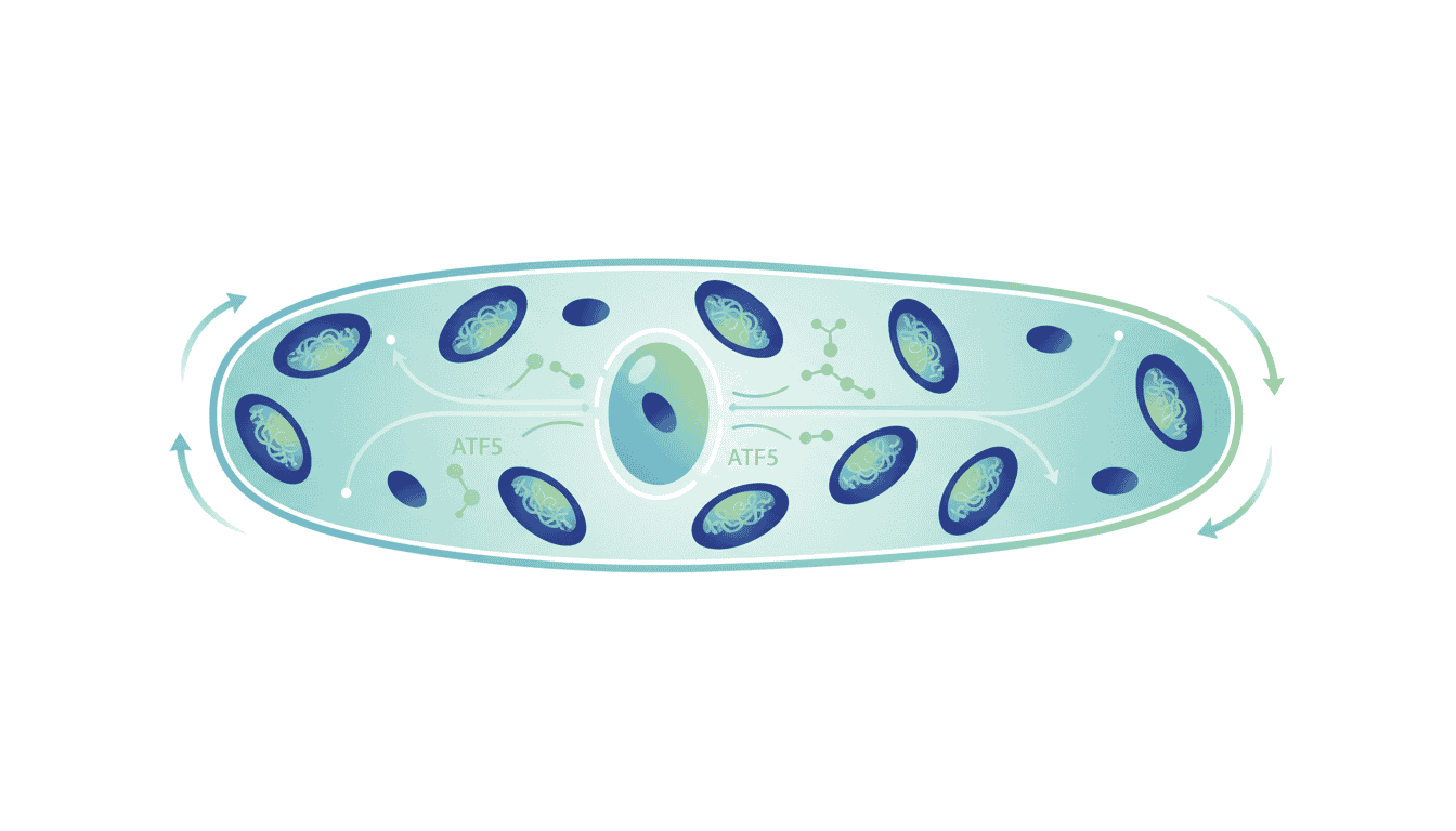Featured image for The Cellular Guardian That Keeps Muscle Mitochondria Running