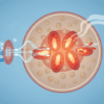 How Cold Triggers Brown Fat Cells to Fire Up Their Mitochondrial Furnaces Featured image for How Cold Triggers Brown Fat Cells to Fire Up Their Mitochondrial Furnaces