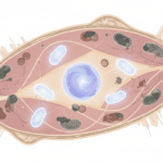 Why Your Bones Age From the Inside Out: The Mitochondrial DNA Connection Featured image for Why Your Bones Age From the Inside Out: The Mitochondrial DNA Connection