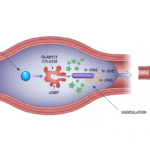 Featured image for How One Gas Molecule Keeps Your Blood Vessels Working