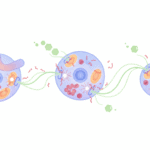 Featured image for When Blood Sugar Surges, Immune Cells Pay the Price