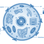 Featured image for How Your Cells Keep Their pH Perfect When Your Body Can't