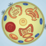 Featured image for The Chemical Balancing Act That Keeps Your Cells Alive