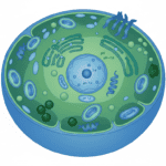 Featured image for The Chemistry of Life: How Your Cells Keep Their pH Perfect