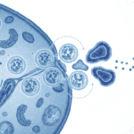 Featured image for How Cold Water Shocks Cells Into Cleanup Mode
