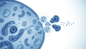 Featured image for How Cold Water Shocks Cells Into Cleanup Mode