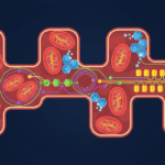 How Heart Muscle Cells Control Their Energy Factories Featured image for How Heart Muscle Cells Control Their Energy Factories