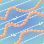 Mitochondria Move Like String of Pearls to Organise Cells Featured image for Mitochondria Move Like String of Pearls to Organise Cells