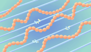 Featured image for Mitochondria Move Like String of Pearls to Organise Cells