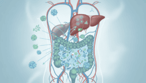 Featured image for How Your Gut Bacteria Control Your Body's Master Detox System