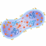 How Gold Nanoparticles Weaponise Oxidative Stress Against Bacteria Featured image for How Gold Nanoparticles Weaponise Oxidative Stress Against Bacteria