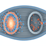 How Vitamin B12 Deficiency Starves Your Muscles of Energy Featured image for How Vitamin B12 Deficiency Starves Your Muscles of Energy