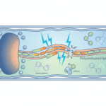 Ferroptosis: How Cells Die When Iron Goes Wrong Featured image for Ferroptosis: How Cells Die When Iron Goes Wrong