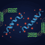 How a Tiny Peptide Guides Cells Through Oxidative Stress Featured image for How a Tiny Peptide Guides Cells Through Oxidative Stress