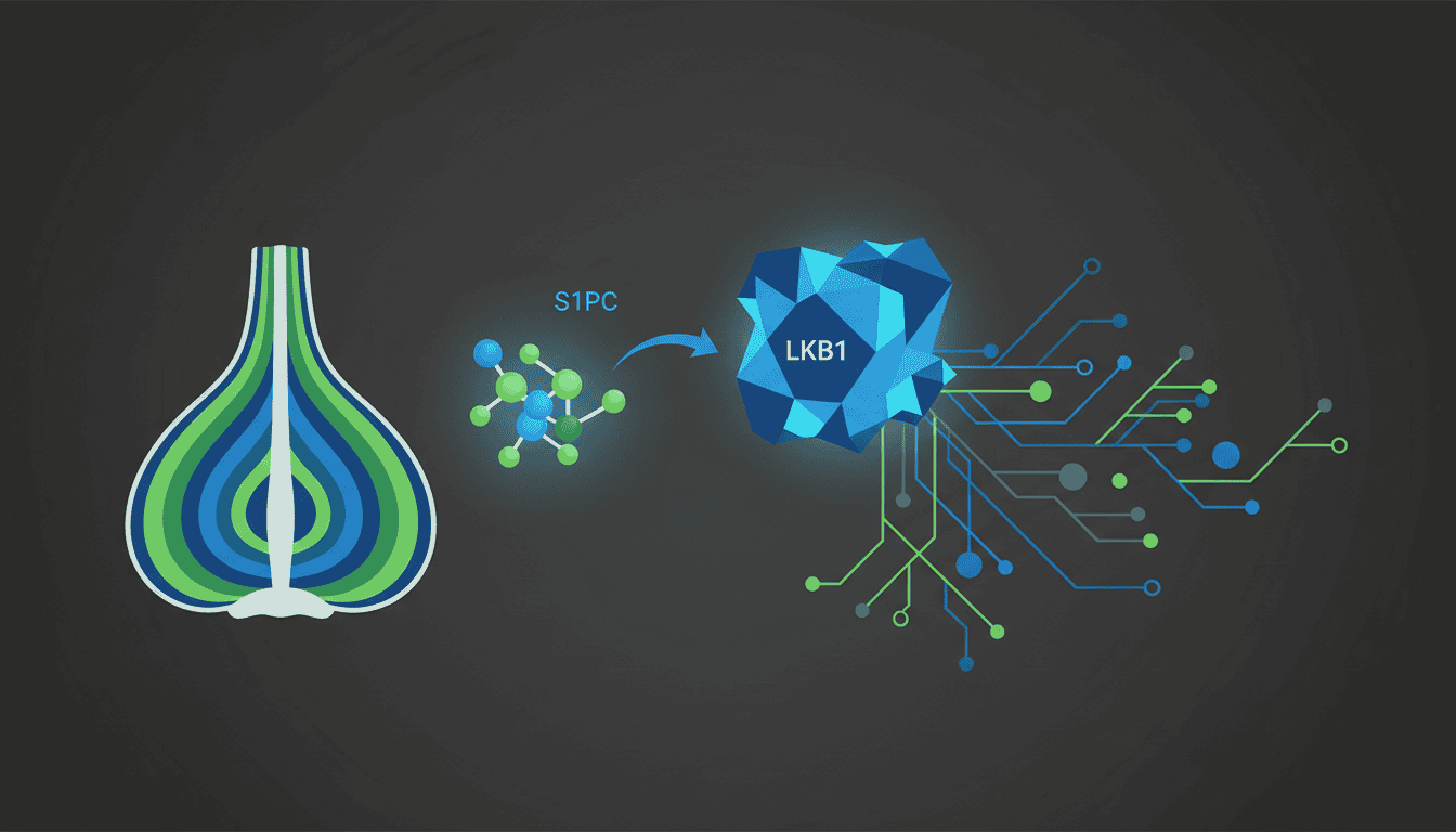Featured image for How a garlic compound wakes up your cellular energy regulator