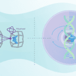 Featured image for How Polyphenols Wake Up Your Cells' Antioxidant Defence System