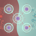 Featured image for How Brain Cells Dial Down Inflammation After Injury