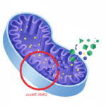 Featured image for Inside the Mitochondria: How a Circular RNA Manages Cellular Stress Defence